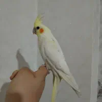 فروش دو عدد عروس هلندی لوتینو زعفرانی