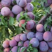 پیش فروش نهال الو شابلون دوساله|خدمات باغبانی و درختکاری|اسیر, |دیوار