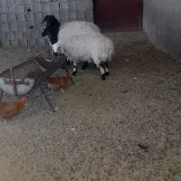 بره ماده