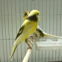 تعدادی قناری