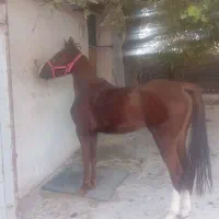 مادیان کرد ۳ساله