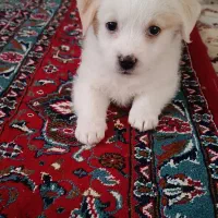 شیتزو مالتیز