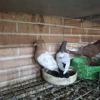 کبوتر سینه ای جفت|پرنده|تفت, |دیوار