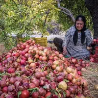 انار سیدان (سیدون فاروق )   صادراتی درجه ۱|خوردنی و آشامیدنی|شیراز, آزادگان|دیوار