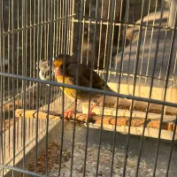 سره قناری