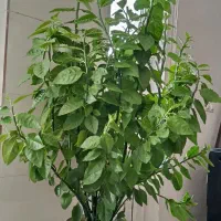 گل پدیلانتوس