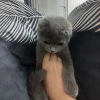 گربه اسکاتیش بلو