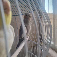 عروس هلندی نروماده|پرنده|پاکدشت, پاکدشت (مامازند)|دیوار