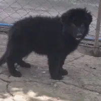 ژرمن بلک فول کیفیت