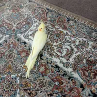 عروس هلندی لوتینو ماده|پرنده|فردوسیه, |دیوار