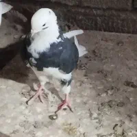 کبوتر اوچان ساعتی|پرنده|مشگین شهر, |دیوار