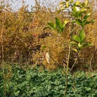 باغ فروشی|فروش خانه و ویلا|سلفچگان, |دیوار