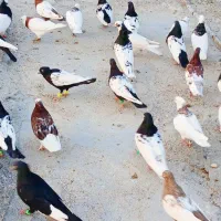 بوم کفتر  رنگی