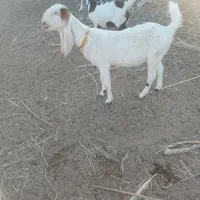 بزگلاب آبستن|حیوانات مزرعه|سراوان, |دیوار