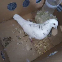 خال قرمز ماده
