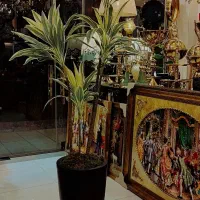 درختچه وارداتی ارتفاع ۱۹۰|گل مصنوعی|تبریز, |دیوار