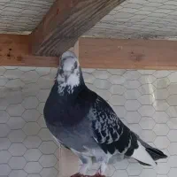 کبوتر یک عددابلغ  نر