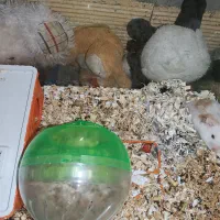 همستر|موش و خرگوش|اصفهان, بهارستان|دیوار