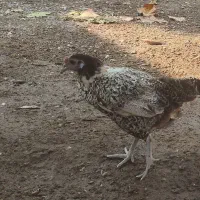 یک عدد مرغ  سیبریت مینیاتوری  قیمت 600هزار تومان|حیوانات مزرعه|میناب, |دیوار