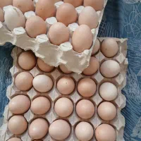 تخم محلی تازه