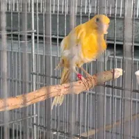 قناری سوپری زیبا ورنگ روشن