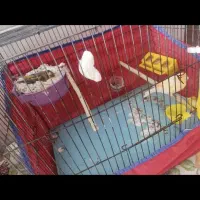 قناری جفت|پرنده|تاکستان, |دیوار