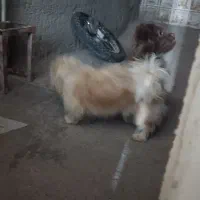 سگ پاکوتاه