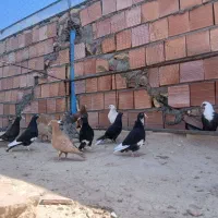 11جوجه خوشکل