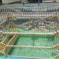 سهر دستی رام