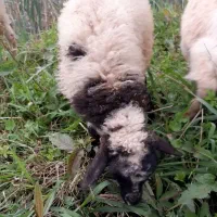 حیوان مزرعه