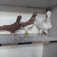 کبوتر قلدور|پرنده|مشهد, امیرآباد|دیوار