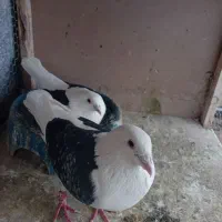 کبوتر تور کفتر گلبهار