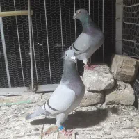 کفتر المانی پلاکی جانسون مولر سارتخت|پرنده|رضویه, |دیوار