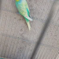 مرغ عشق رنگ خاص فیروزآباد