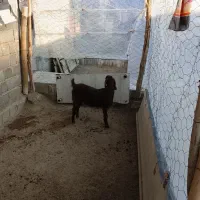 یک عدد بزغاله|حیوانات مزرعه|چناران, |دیوار