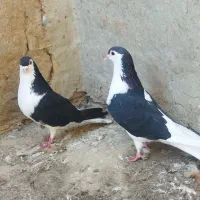 کبوتر|پرنده|رامیان, |دیوار