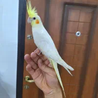 عروس هلندی/نر/دستی/سخنگو/طوطی کوتوله برزیلی