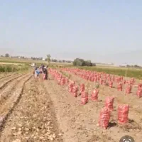 برداشت سیب زمینی