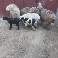 میش بره دار