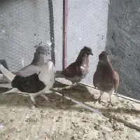 همه پرشی|پرنده|اردکان, |دیوار