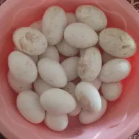 تخم غاز خوردنی