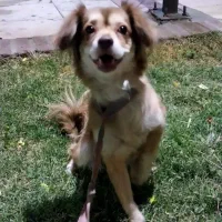 واگذاری به خانواده حیوان دوست|سگ|کرمان, |دیوار