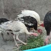فروش پرندگان