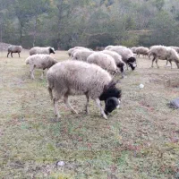 گوسفند نر|حیوانات مزرعه|اطاقور, |دیوار