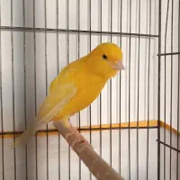 قناری طلایی