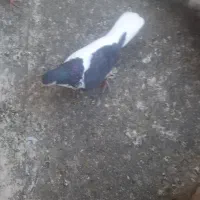 کفتر کبوتر