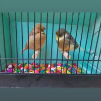 جفت قناری گلاستر اورجینال