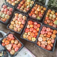 گوجه کوردی درجه ۱