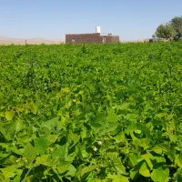 فروش زمین کشاورزی