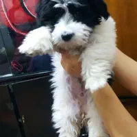 سگ گمشده|حیوانات|ملایر, |دیوار